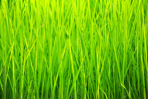 green grass background