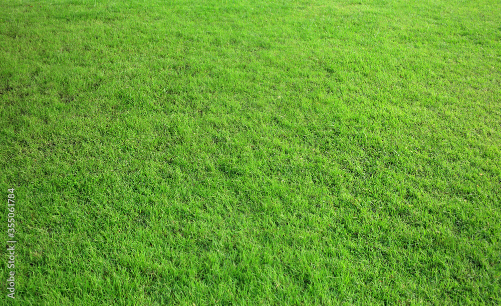 green grass background