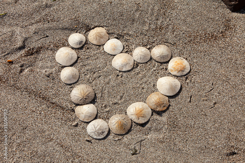 heart shape made out of sand dollars on the sand. I love you.