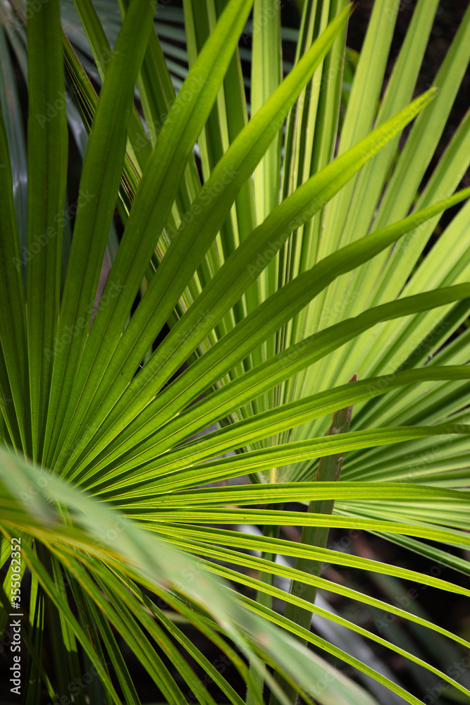Fototapeta premium green palm leaf