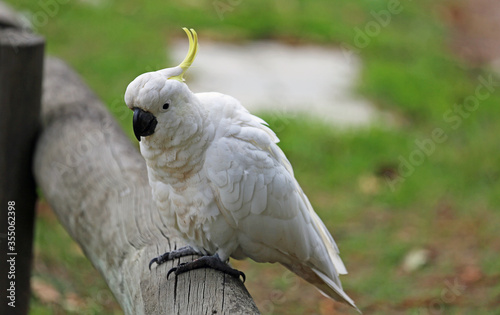 Cockatoo on wooden beam - Sulphur crested cockatoo - Victoria, Australia
