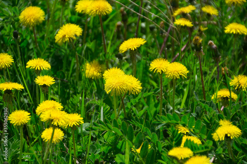 Dandelions in the Grass © RiMa Photography