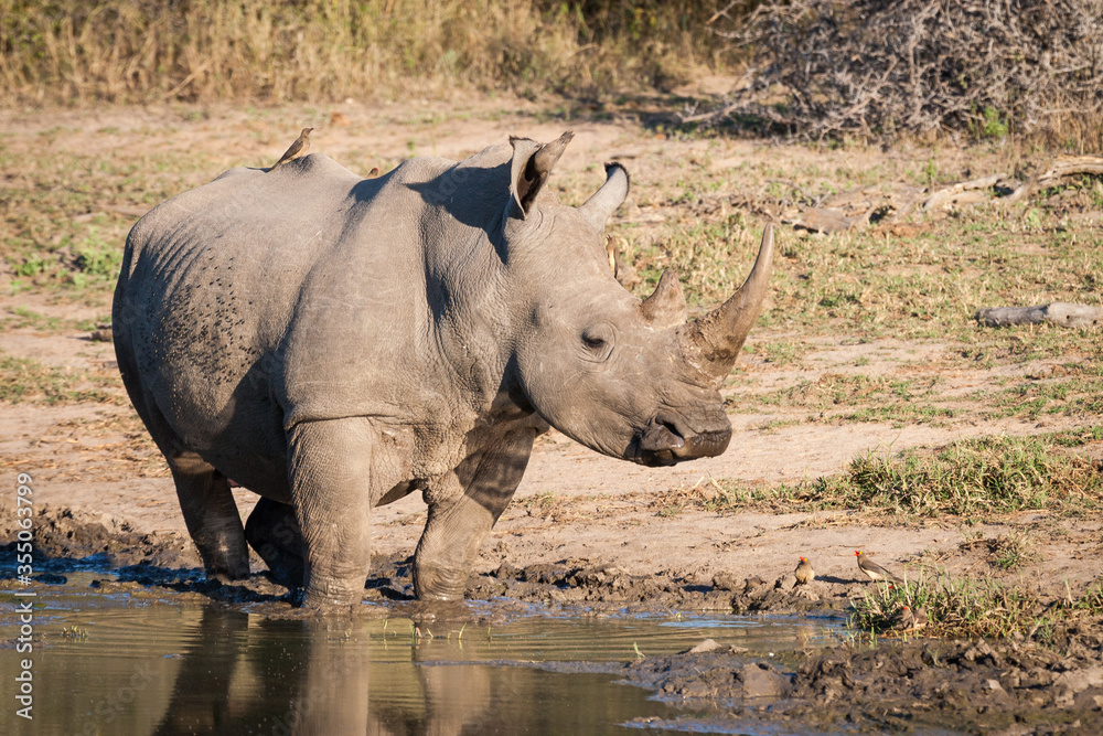 Adult male White Rhino at a waterhole in Kruger Park South Africa Adult male White Rhino at a waterhole in Kruger Park South Africa