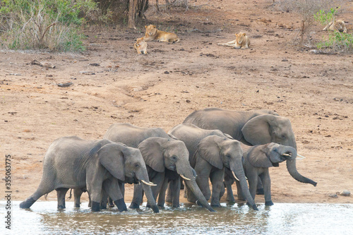 A herd of Elephants drinking water near a pride of Lions Kruger Park South Africa