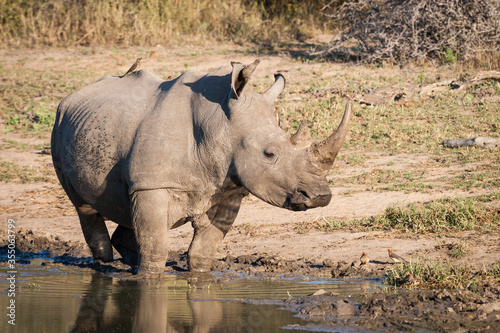 Adult male White Rhino at a waterhole in Kruger Park South Africa © stuporter