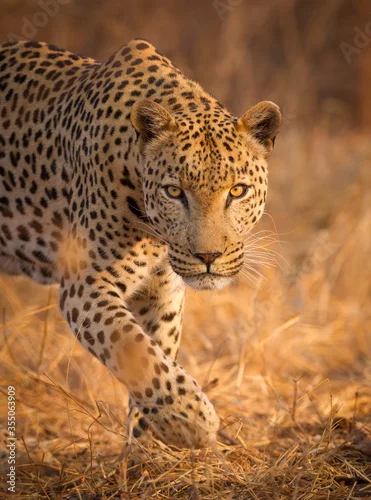 Fototapeta samoprzylepna Adult male Leopard stalking Kruger Park South Africa
