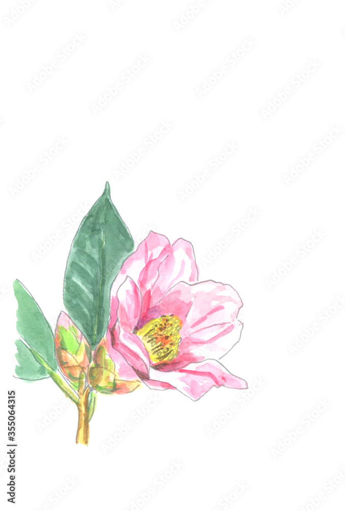 ツバキの花の水彩画 ツバキの花の水彩画