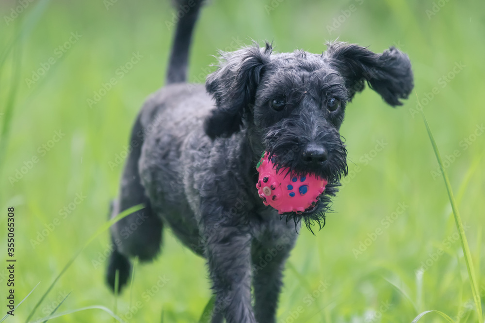 Abstract soft focus puppy playing ball for background use (image slightly motion blur and noise) Abstract soft focus puppy playing ball for background use (image slightly motion blur and noise)