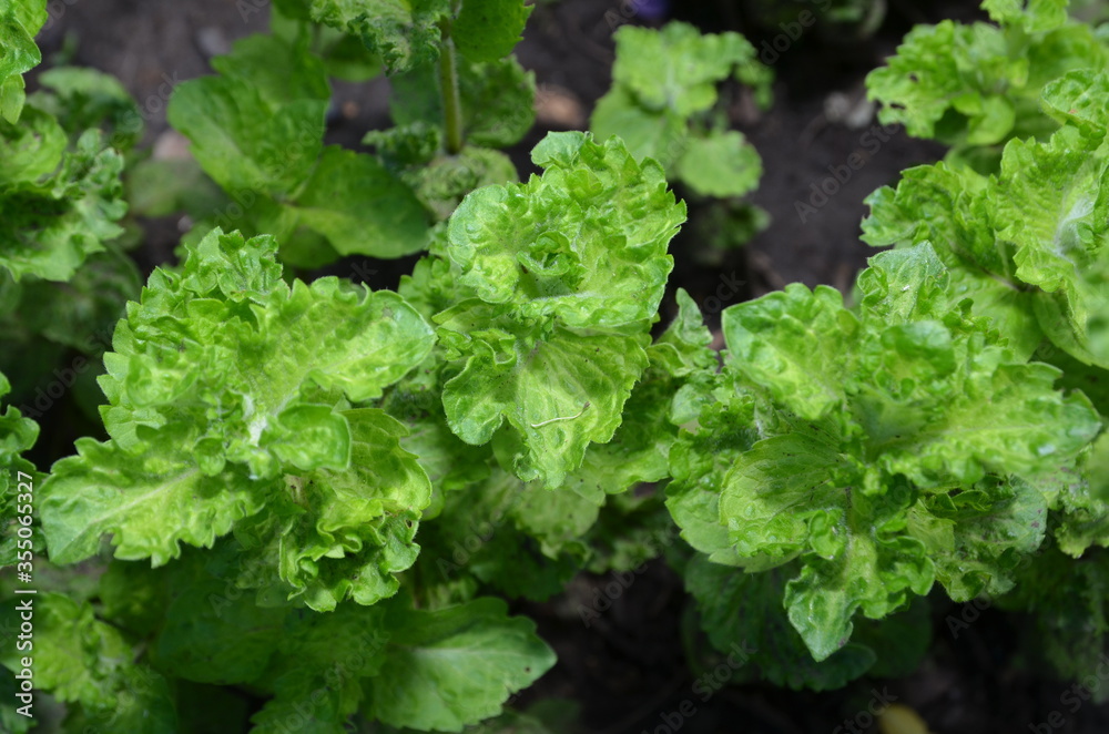 Fragment of a plantation of mint curly close-up.
Fragment of a plantation of mint curly close-up.