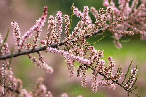 A close up little pink flowers: blossoming trees in springtime