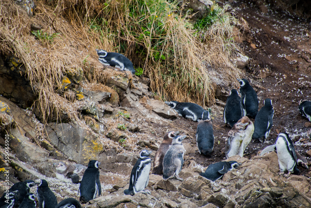Fototapeta premium penguins on the rocks