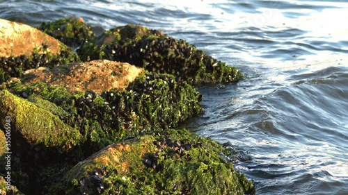 Mussels On Algae in Sea Rocks photo