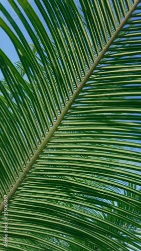 Beautiful green leaf and branch pattern of cycad tree