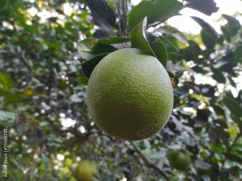 lemon tree in the garden