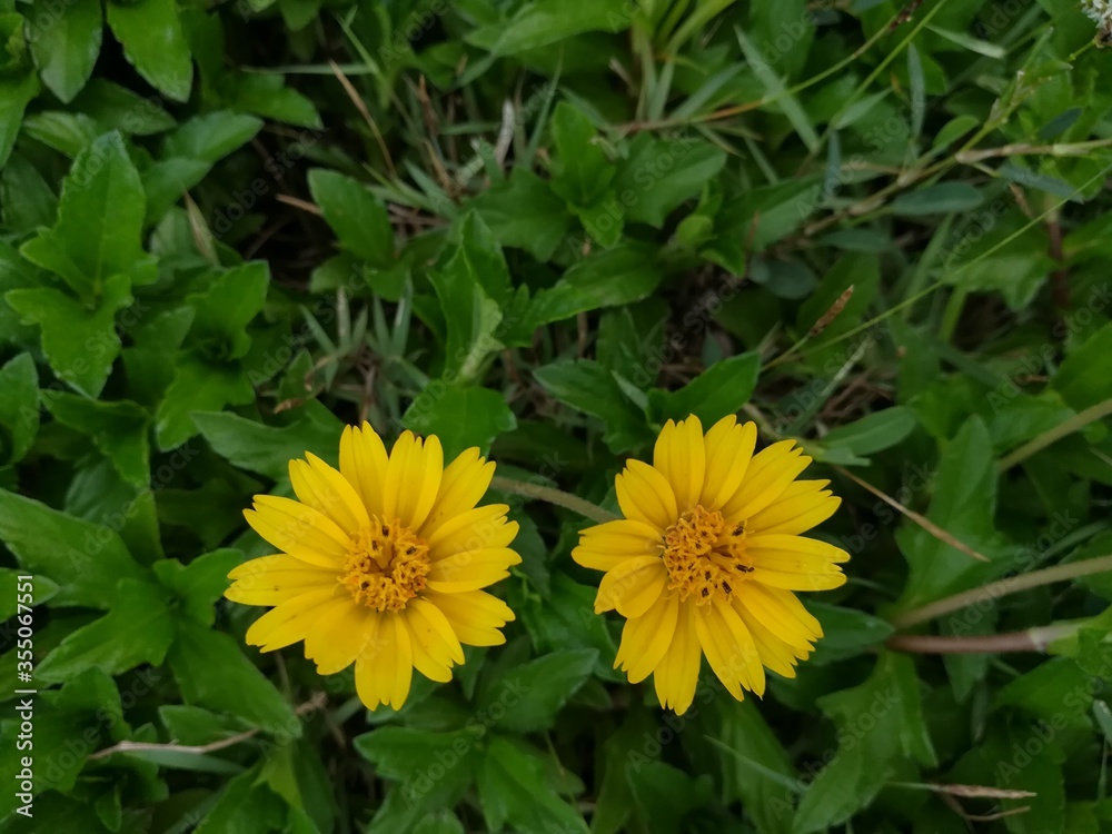 yellow dandelion flower yellow dandelion flower
