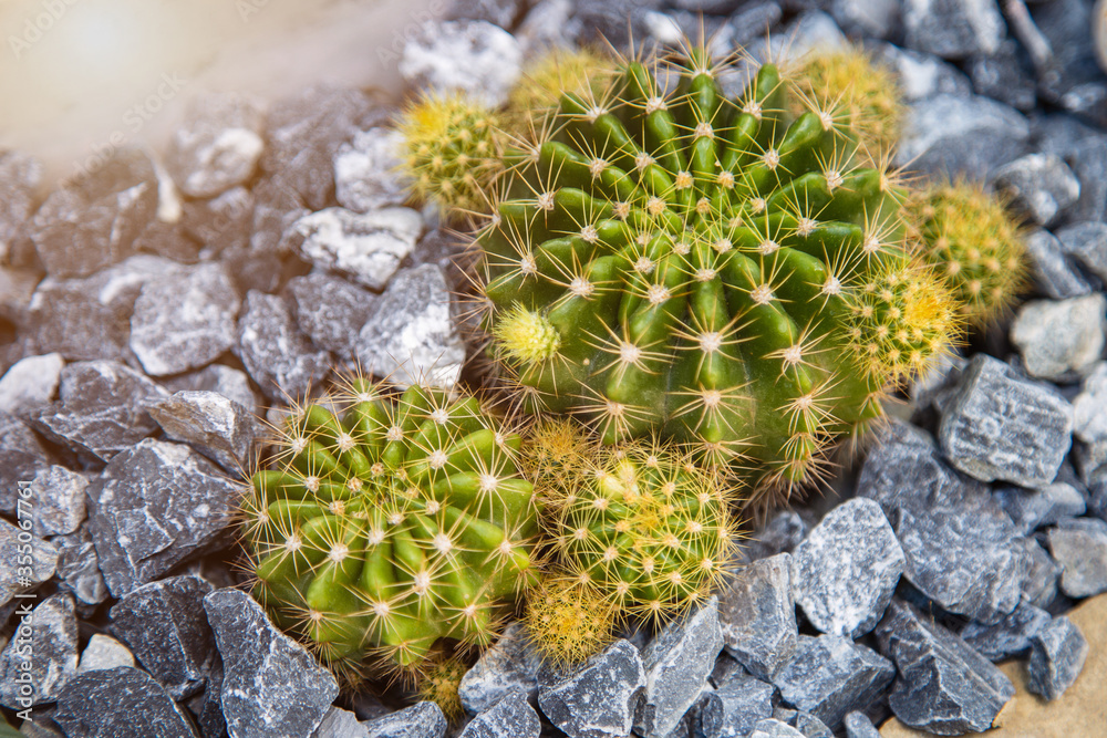 High angle view round cactus growing on the ground covering by scree grit High angle view round cactus growing on the ground covering by scree grit
