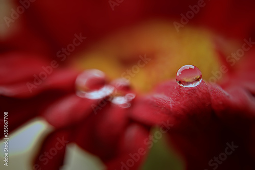 dew drops on a red flower