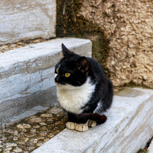 cat on the stair