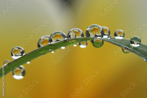 dew drops on a yellow flower