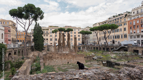 Torre Argentina square of Rome - home of cats. Black cat on a wall of Torre Argentina area.