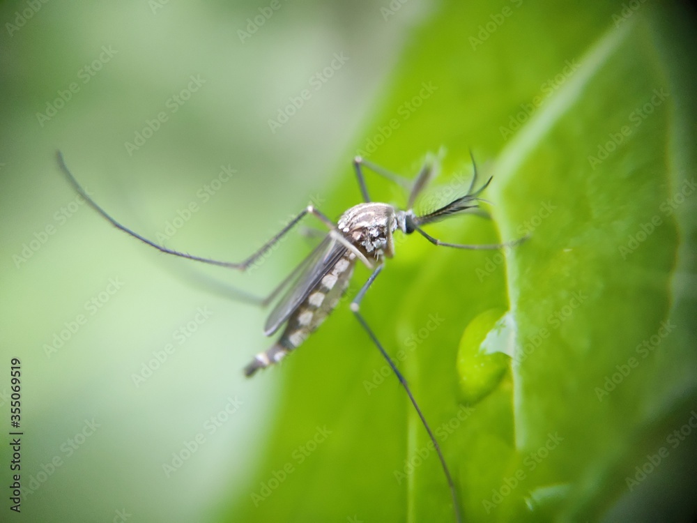 spider on leaf