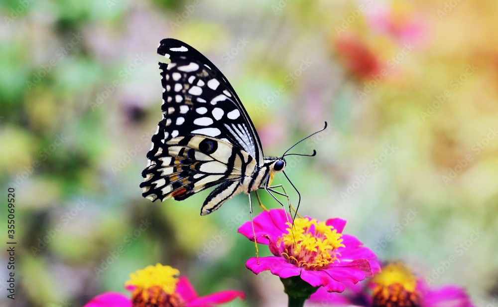 Fototapeta premium Close-up images of butterflies and flowers with morning light, natural blurred backgrounds suitable for presentation.