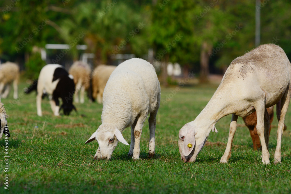 Obraz premium sheep eating grass.