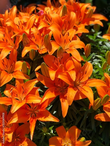 orange lily flowers