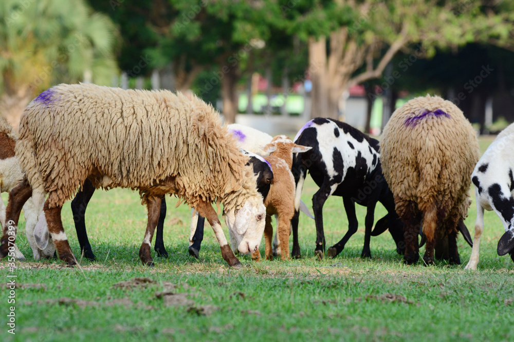 sheep eating grass. sheep eating grass.