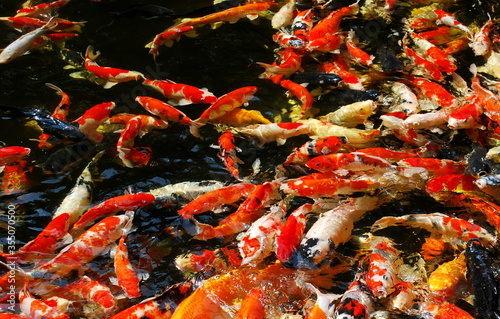 Koi carp in one of the small city ponds. Bangkok. Thailand.