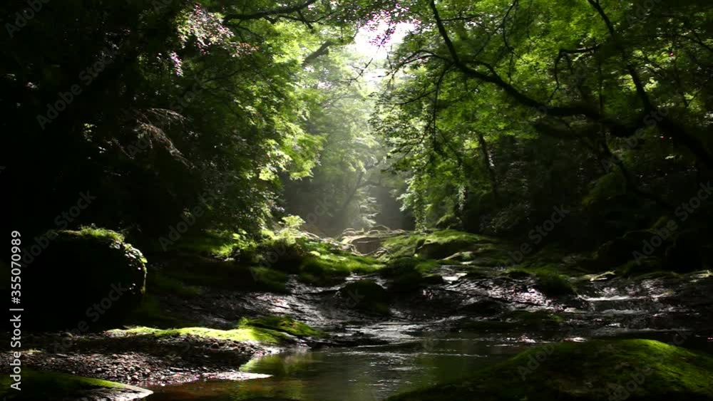 新緑の菊池渓谷