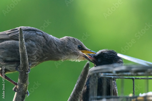 Large baby Starling chick getting fed suet by adult from birdfeeder.