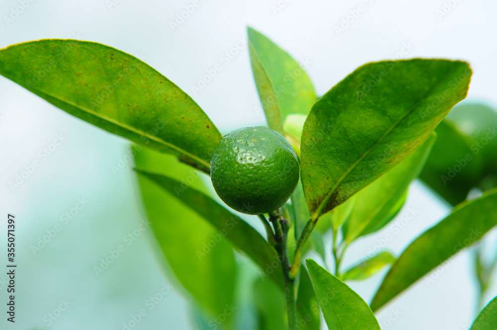 Morning soft light to Fresh green lemon limes on tree in organic garden. Close up Shot. Morning soft light to Fresh green lemon limes on tree in organic garden. Close up Shot.