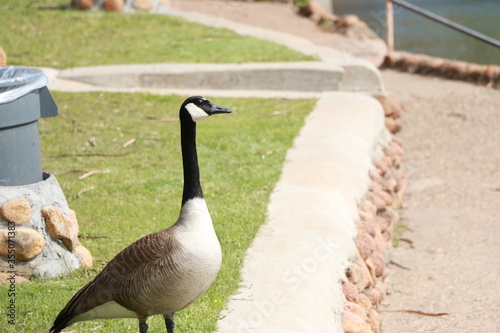 Geese