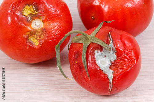 Tableau sur toile Old moldy and disgust tomatoes, concept of unhealthy vegetables