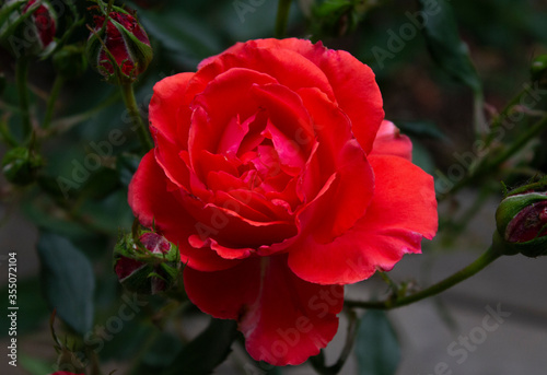 red rose in garden