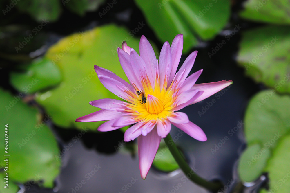 Lotus flowers, lilac, yellow stamens and bees Lotus flowers, lilac, yellow stamens and bees