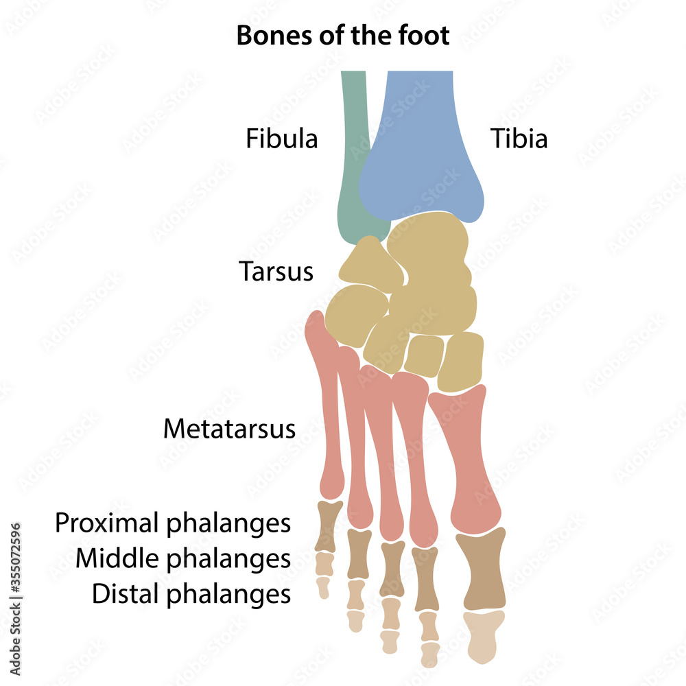Main Foot The main bones of the foot with colored marked parts. Top view. Vector ...