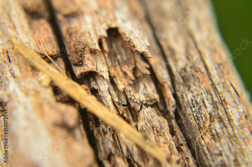 flowers, sunny day, small things, fresh wood