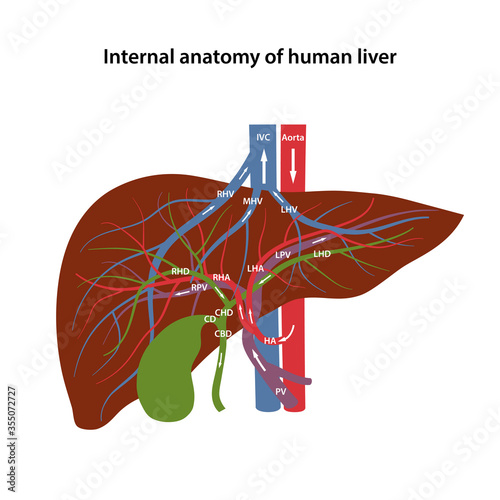 Blood supply to the liver. Internal anatomy of human liver with description of the corresponding parts. Arterial and venous circulatory system of liver. Vector illustration in flat style.