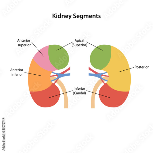 Diagram of human kidney segments with main parts colored and labeled. Vector illustration in flat style isolated on white background.