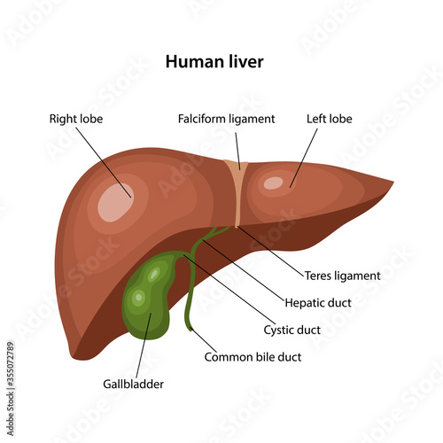 Anatomy of the human liver with description of the corresponding parts. Anatomical vector illustration in flat style isolated over white background.