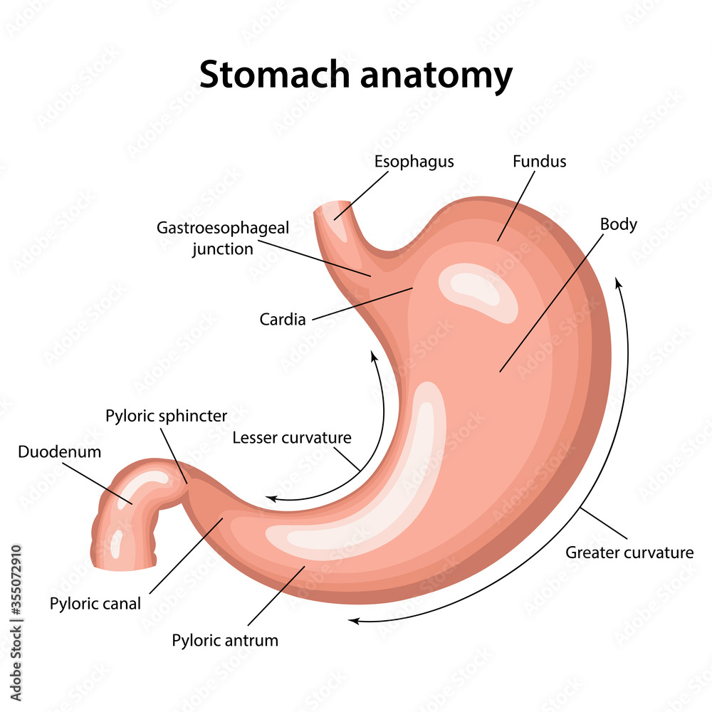 Parts Of Stomach parts-of-stomach