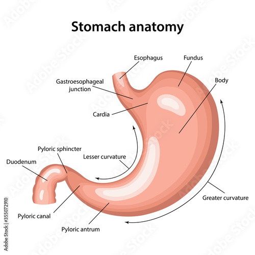 Anatomy of the human stomach with description of the corresponding internal parts. Anatomical vector illustration isolated over white background.