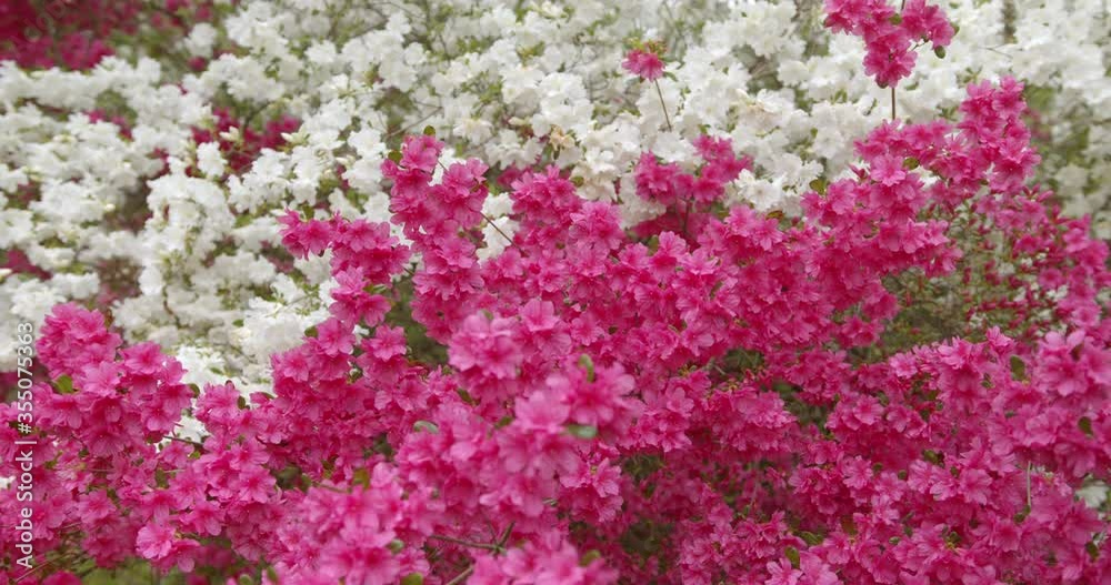Slow slide left white and Pink Azalea bushes, wide shot, blooming Slow slide left white and Pink Azalea bushes, wide shot, blooming