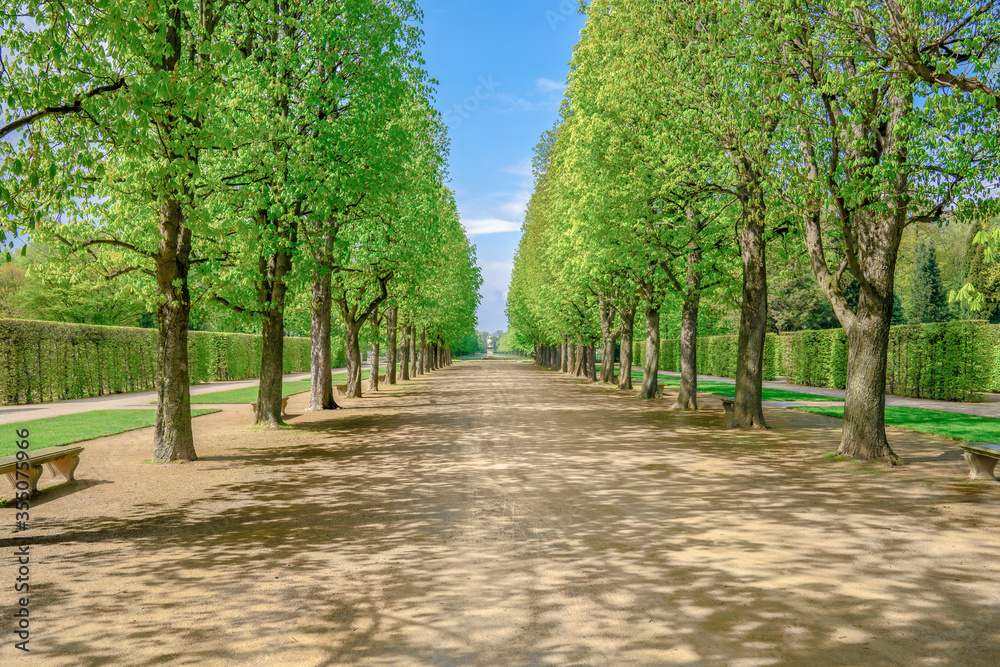A green tree alley in the sunshine A green tree alley in the sunshine