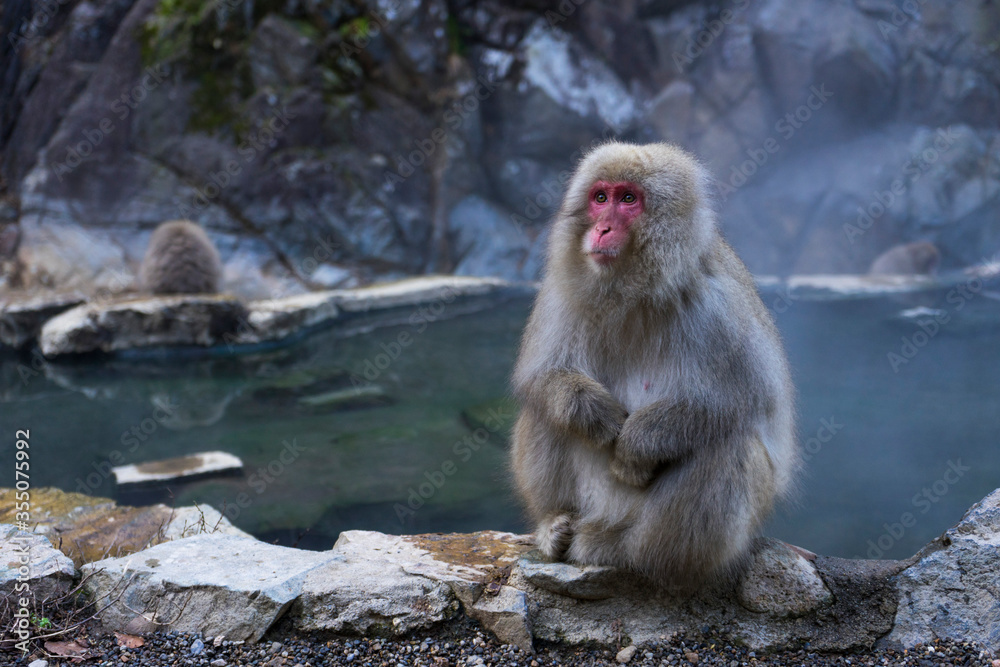 A Japanese snow monkey or Macaque with hot spring On-sen in Jigokudani Monkey Park, Shimotakai District, Nagano , Japan. 