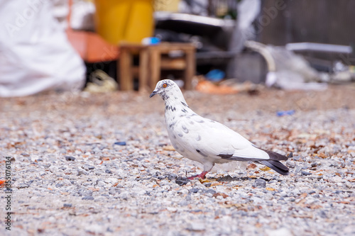 white dove on the ground © Sitak