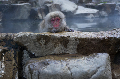 A Japanese snow monkey or Macaque with hot spring On-sen in Jigokudani Monkey Park, Shimotakai District, Nagano , Japan.  photo