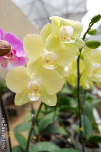 beautiful phalaeonopsis yellow orchid in the garden . Close Up image of a Phalaeonopsis  blossom photo